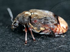 Megabruchidius dorsalis_имаго латерально